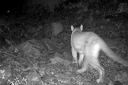 Personal de SICT captó un puma de gran tamaño en la nueva carretera de Bavispe a Nuevo Casas Grandes mediante cámaras de fototrampeo.