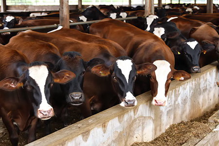 El USDA inició una revisión en Chihuahua para evaluar las acciones contra el gusano barrenador, plaga que frenó la exportación de ganado al mercado estadounidense. El resultado será clave para la reapertura de la frontera y el futuro de miles de productores ganaderos en la región.