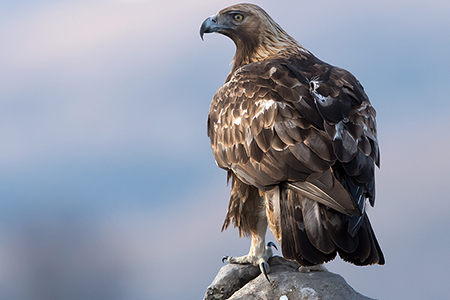 Chihuahua es hoy el último gran refugio del águila real en México. Sus sierras y cañones ofrecen hábitat seguro, aunque enfrenta amenazas por agricultura, minería y expansión urbana.