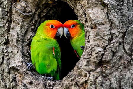 Los programas de conservación en Chihuahua muestran resultados positivos en la recuperación de la cotorra serrana, especie en peligro de extinción que vuelve a repoblar los bosques de pino-encino.