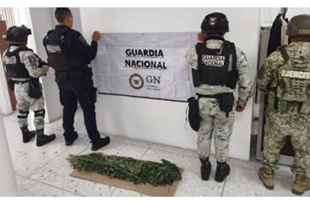 La Guardia Nacional y el Ejército Mexicano localizaron y destruyeron seis plantíos de marihuana en Casas Grandes, Chihuahua, con apoyo de drones en un operativo especial en la zona serrana.