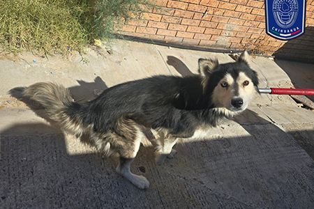 La Fiscalía de Distrito Zona Norte rescató 22 animales víctimas de maltrato en Ciudad Juárez durante agosto, en operativos realizados en diversas colonias, en coordinación con el Municipio.