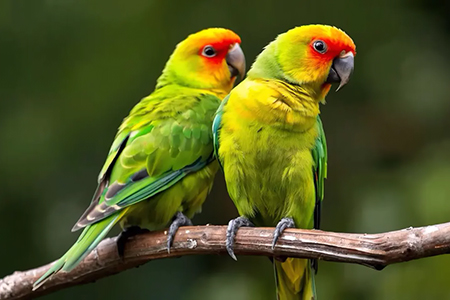 La Cotorra Serrana será homenajeada con monumentos en Madera. Este símbolo de la avifauna mexicana busca inspirar la conservación y atraer turismo ecológico.
