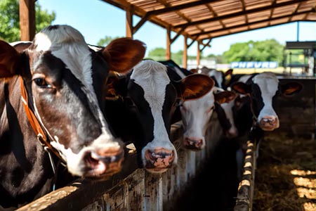 El USDA confirmó el cierre de la frontera al ganado mexicano por casos de gusano barrenador. Chihuahua, principal exportador, exige regionalizar la sanidad para no frenar exportaciones.