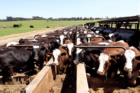 El senador Mario Vázquez criticó al Gobierno Federal por el abandono a la ganadería chihuahuense y advirtió que la importación de carne brasileña afecta directamente a los pequeños productores que dependen de esta actividad.