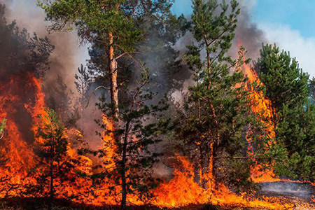 La diputada Edith Palma Ontiveros presentó una iniciativa en Chihuahua para sancionar con prisión a quienes provoquen incendios forestales por imprudencia. En 2025, el estado registró más de 200 mil hectáreas dañadas por fuego.