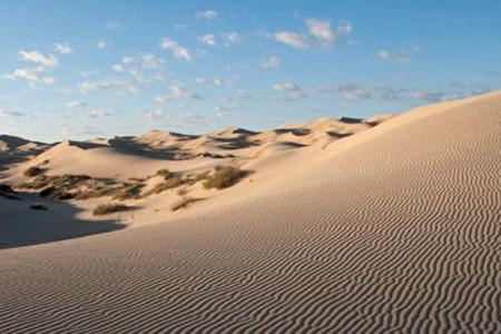 Los Médanos de Samalayuca, en Chihuahua, albergan 170 especies animales, entre ellas coyotes, águilas reales y serpientes de cascabel, consolidándose como un ecosistema clave para la conservación de la biodiversidad en el norte de México.