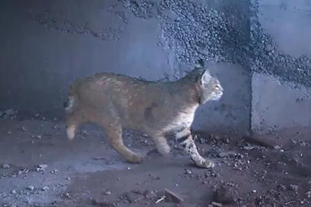 Un lince fue captado cruzando un paso de fauna en la carretera Bavispe–Nuevo Casas Grandes, confirmando la efectividad de las medidas ambientales implementadas en la zona.