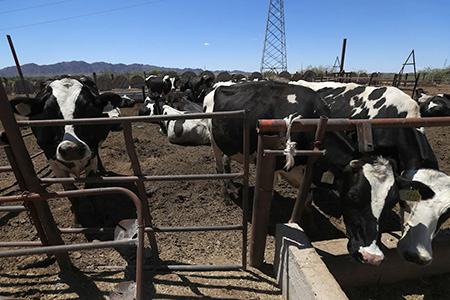 A casi un año del cierre fronterizo por el gusano barrenador, México y Estados Unidos no alcanzan acuerdo para reanudar la exportación de ganado. Chihuahua, líder ganadero, enfrenta graves pérdidas económicas sin haber reportado casos de la plaga.