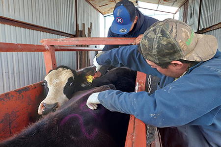 Chihuahua logró mantenerse libre del Gusano Barrenador del Ganado en 2025 gracias a una estrategia sanitaria integral y coordinación con productores y autoridades.