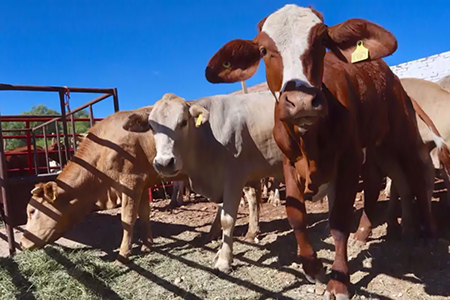 México endureció el Dinesa contra el gusano barrenador del ganado, imponiendo inspecciones, certificados y antiparasitarios en todo el país.