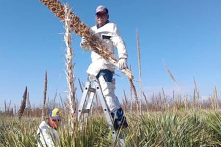 La UACH realizó la recolección de semillas de sotol en su Huerta Sotolera para impulsar investigaciones científicas y la conservación de esta planta emblemática de Chihuahua.