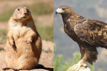 La SICT aplica una estrategia ambiental integral en la carretera Bavispe–Nuevo Casas Grandes, donde especialistas han rescatado y reubicado flora y fauna