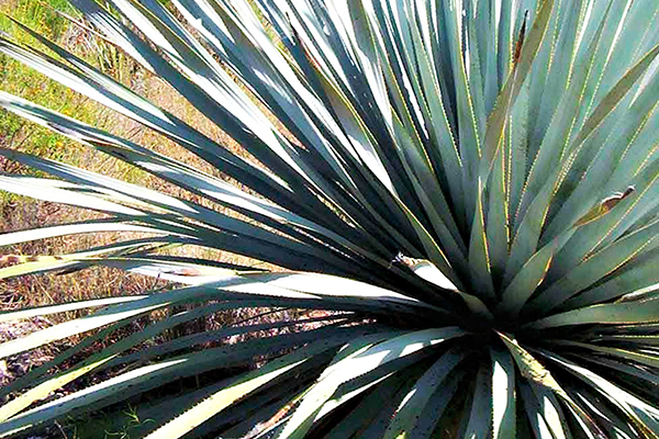 Protege tu paladar con el auténtico sotol de Chihuahua. Te enseñamos a identificar las marcas certificadas y la importancia de su Denominación de Origen legal.