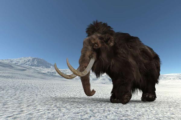 Prepárate para ver al primer mamut del siglo XXI. Te contamos la fecha estimada del regreso del mamut lanudo y los desafíos que enfrenta Colossal Biosciences para lograr lo imposible. ¡Entra ya!