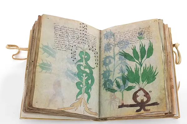 Entra en la mente del autor tras el misterio del manuscrito Voynich. Un viaje por la criptografía, la botánica y el surrealismo medieval.