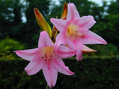 Conoce las flores letales que podrían sorprenderte. ¡Aprende a identificarlas y mantente a salvo!