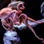 Descubre cómo el cambio climático amenaza la supervivencia del pulpo maya en la Península de Yucatán.