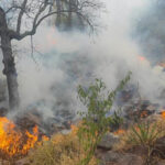 Más de mil brigadistas de la Conafor liquidaron el incendio en Madera, afectando 10 mil hectáreas. Reporte actualizado del control total del siniestro.