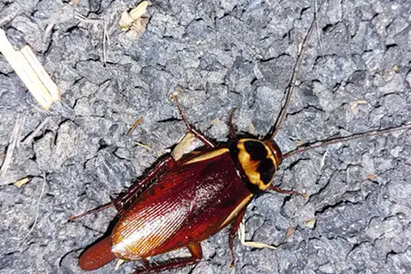 Las cucarachas desarrollan resistencia a insecticidas a base de piretroides, según un estudio de la Universidad de Oxford.