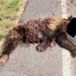 Un oso fue encontrado atropellado en la carretera de Flores Magón, un incidente que subraya los riesgos para la fauna silvestre en zonas cercanas a comunidades.