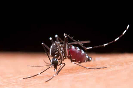 Chihuahua reporta 142 casos de dengue y 382 probables según SSa; Delicias presenta la mayor concentración de contagios confirmados.