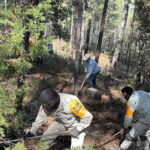 Conafor combate incendios forestales en Moris, Chihuahua, donde 282 hectáreas han sido afectadas. La sequía extrema agrava la situación en el estado.