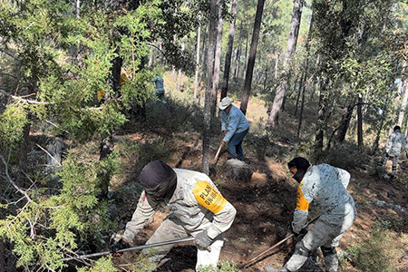 Conafor combate incendios forestales en Moris, Chihuahua, donde 282 hectáreas han sido afectadas. La sequía extrema agrava la situación en el estado.