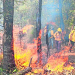 La Conafor prepara 14 mil brigadistas para enfrentar una temporada de incendios forestales en 2025. Descubre cómo se están organizando para proteger los ecosistemas y comunidades vulnerables.
