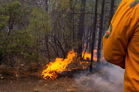 Chihuahua enfrenta siete incendios forestales en cinco municipios, con 99 combatientes desplegados para su control, informó la Secretaría de Desarrollo Rural.