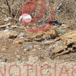 Vecinos de Nuevo Casas Grandes realizaron limpieza en Gómez Morin, recolectando llantas, muebles y hasta animales muertos. Próxima jornada el fin de semana.