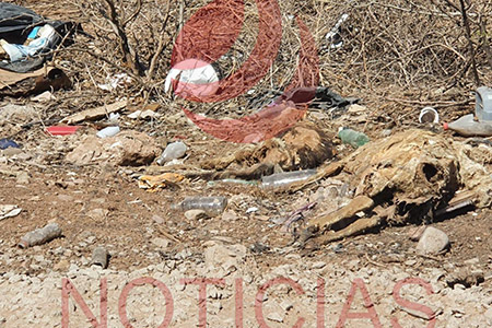 Vecinos de Nuevo Casas Grandes realizaron limpieza en Gómez Morin, recolectando llantas, muebles y hasta animales muertos. Próxima jornada el fin de semana.
