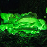 En Illawarra, Australia, hongos fantasmas, luciérnagas y plancton brillan en la oscuridad. Un guía local revela este espectáculo natural que enfrenta amenazas por el cambio climático.
