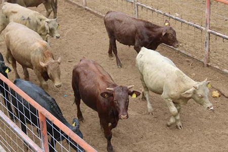 El Gobierno de Chihuahua confirma que no se han detectado casos de gusano barrenador del ganado y refuerza su vigilancia sanitaria con recursos, personal veterinario y medidas preventivas.
