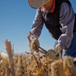 Productores agrícolas de Chihuahua ganan amparos para ser reincorporados al subsidio eléctrico PEUA tras quedar excluidos. Hay 70 más en proceso legal por tarifas que rebasan los 900 mil pesos.