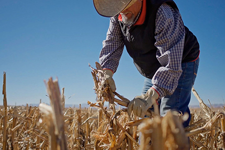 Productores agrícolas de Chihuahua ganan amparos para ser reincorporados al subsidio eléctrico PEUA tras quedar excluidos. Hay 70 más en proceso legal por tarifas que rebasan los 900 mil pesos.