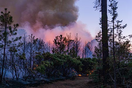 Avanza el combate a incendios forestales en Chihuahua: SDR reporta tres siniestros controlados y 27 activos. Más de 500 brigadistas operan en municipios de la zona serrana.