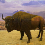 El MACJ presenta "Zona de Bisontes: Janos, Chihuahua" con 40 fotografías de Cuauhtémoc Piña Assaf que documentan la reintroducción de esta especie en la región.