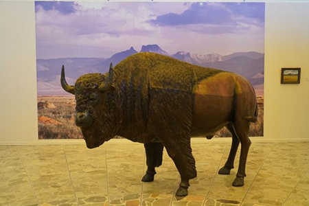 El MACJ presenta "Zona de Bisontes: Janos, Chihuahua" con 40 fotografías de Cuauhtémoc Piña Assaf que documentan la reintroducción de esta especie en la región.