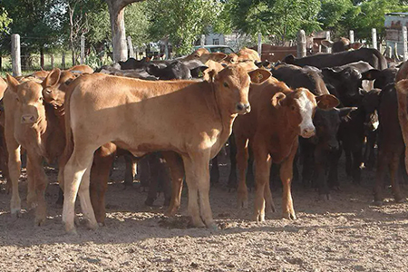 Ganaderos de Chihuahua exigen que se respeten los protocolos sanitarios vigentes y solicitan a EE. UU. una prórroga para continuar con la exportación de ganado pese al brote en el sur.