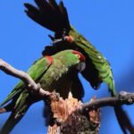 El incendio en Campo Verde, santuario de la cotorra serrana, ha consumido miles de hectáreas. Apoyo aéreo y brigadistas de Protección Civil y Conafor trabajan en cortafuegos, vigilancia y restauración ecológica para salvar especies en peligro.