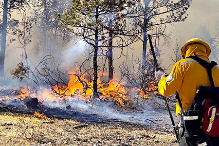 Con 393 combatientes en campo, Chihuahua enfrenta 14 incendios forestales activos en la Sierra Tarahumara, con más de 25 mil hectáreas afectadas en municipios como Bocoyna y Guachochi.