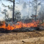 Chihuahua se mantiene como el estado más afectado por incendios forestales, con 26 activos y más de 61 mil hectáreas dañadas. Combatientes trabajan intensamente para frenar el avance del fuego.