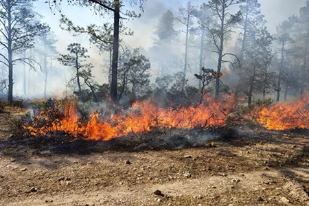 Chihuahua se mantiene como el estado más afectado por incendios forestales, con 26 activos y más de 61 mil hectáreas dañadas. Combatientes trabajan intensamente para frenar el avance del fuego.