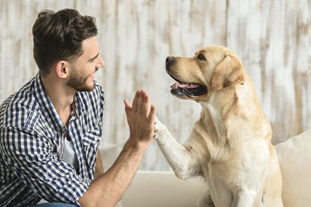 Una encuesta revela que el 56 % de los dueños de mascotas en EE. UU. cree que su animal les salvó la vida. Las mascotas mejoran la salud mental y generan confianza incluso mayor que en las parejas.