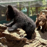 Profepa rescató dos oseznos en Madera tras hallar muerta a su madre por un incendio; los trasladaron al zoológico de Aldama para su resguardo, ya que el oso negro es especie amenazada.