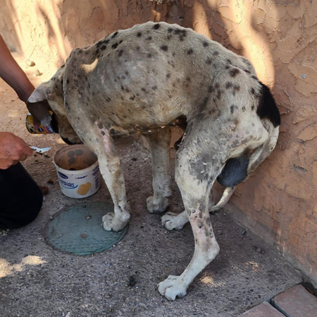 Nuevo Casas Grandes aplicó su primera multa por maltrato animal: $5,000 pesos a dueños de un perro en condiciones deplorables. Denuncia el abuso.