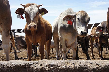 Chihuahua fortalece medidas para evitar el gusano barrenador. Maru Campos llama a productores a actuar rápido y reportar casos, con apoyo de Senasica y Desarrollo Rural estatal.