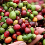 El precio promedio del café en México subió 13.4% en abril, el mayor incremento en dos años, según el Inegi. Sequías en Brasil y Vietnam redujeron la producción global, afectando el costo del grano y elevando su precio en el país.