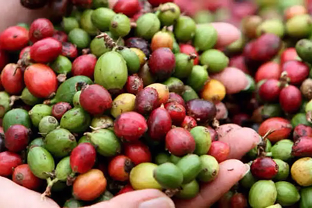 El precio promedio del café en México subió 13.4% en abril, el mayor incremento en dos años, según el Inegi. Sequías en Brasil y Vietnam redujeron la producción global, afectando el costo del grano y elevando su precio en el país.